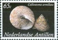 Shell (Calliostoma armillata)