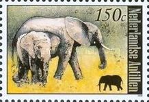 African Elephant (Loxodonta africana)
