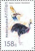 Southern Cassowary (Casuarius casuarius)