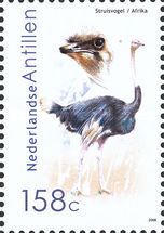 Common Ostrich (Struthio camelus)