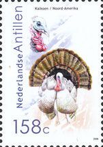 Wild Turkey (Meleagris gallopavo)