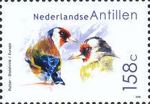 European Goldfinch (Carduelis carduelis)
