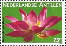 Nelumbu nucifera