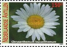 Chrysanthemum leucanthemum