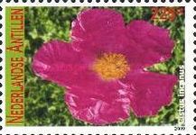 Cistus incanus