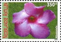 Alamanda