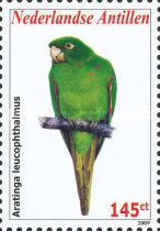 White-eyed Parakeet (Aratinga leucophthalmus)