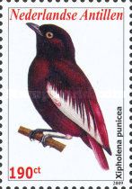 Pompadour Cotinga (Xipholena punicea)