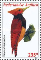 Ringed Woodpecker (Celeus torquatus)