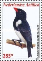 Red-billed Pied Tanager (Lamprospiza melanoleuca)