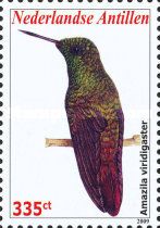 Green-bellied Hummingbird (Amazilia viridigaster)