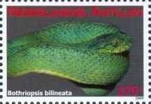 Two-striped Forest-pitviper (Bothriopsis bilineata)