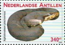 Water Moccasin (Agkistrodeon piscivorous)
