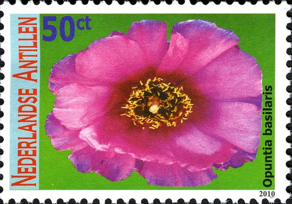 Opuntia basilaris