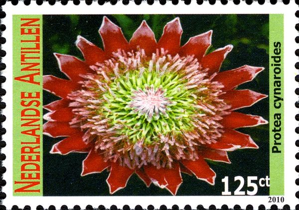 Protea cynaroides
