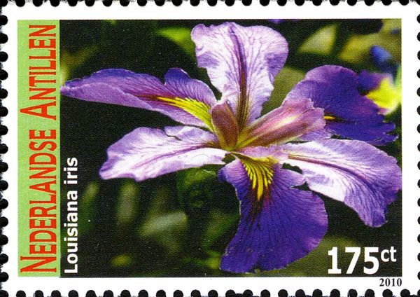 Louisiana Iris