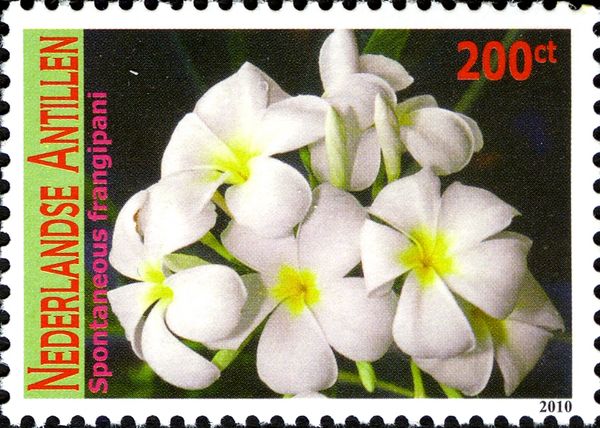 Spontaneous frangipani