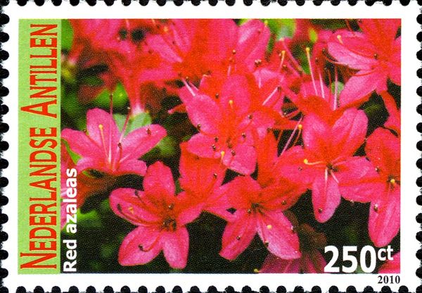Red azaleas