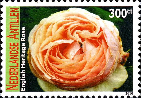 English Heritage Rose