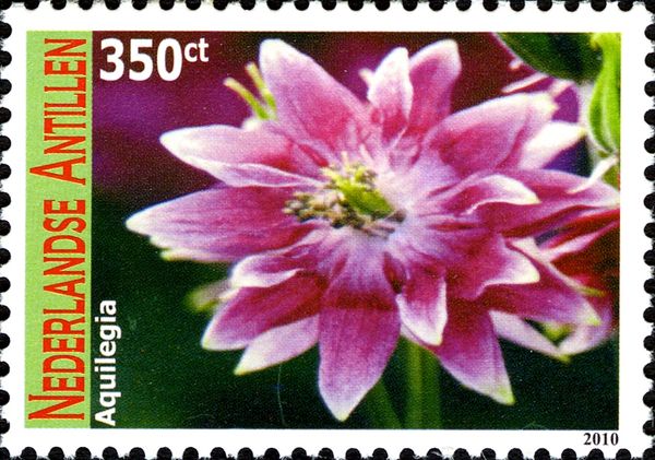 Aquilegia