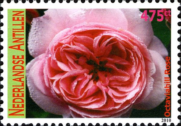 Octaviabill Rose