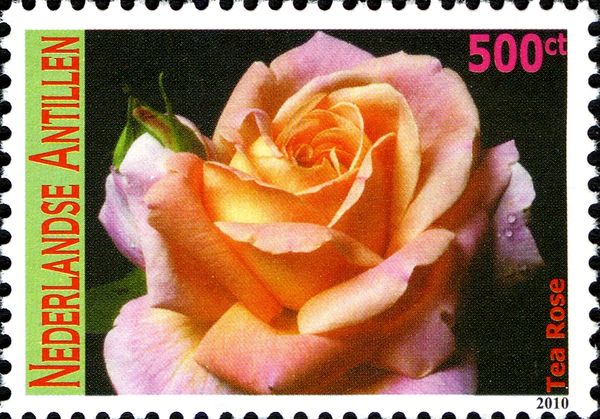 Tea Rose