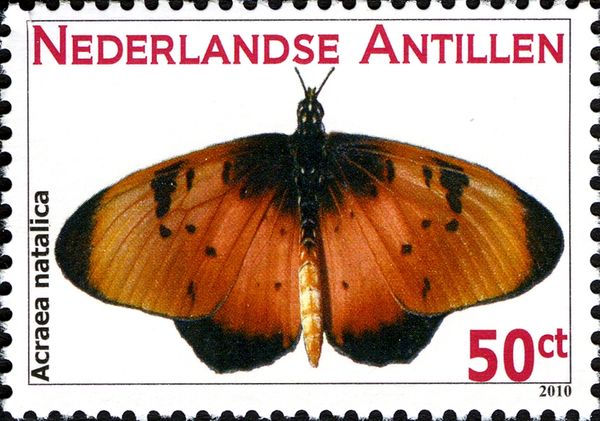 Natal Acraea (Acraea natalica)