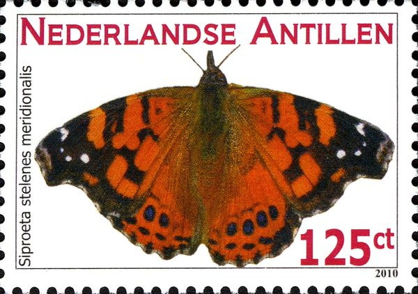 Malachite (Siproeta stelenes meridionalis), see description