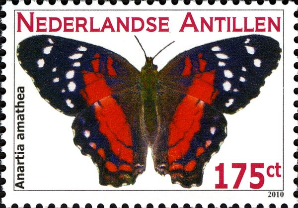 Brown Peacock (Anartia amathea)