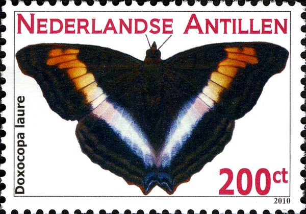 Silver Emperor (Doxocopa laure)