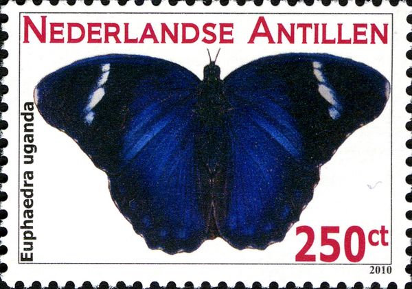 Nymphalidae butterfly (Euphaedra uganda)