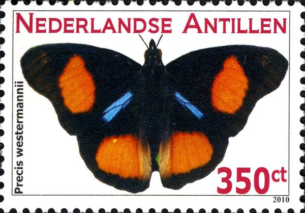 Blue Spot Pansy (Precis westermanni)