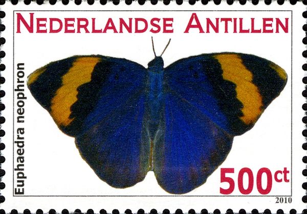 Gold Banded Forester (Euphaedra neophron)