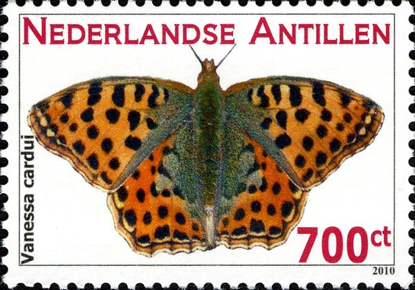 Painted Lady (Vanessa cardui)
