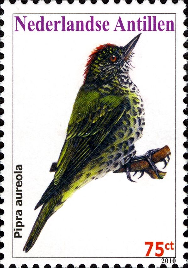 "Pipra aureola" (see Description)