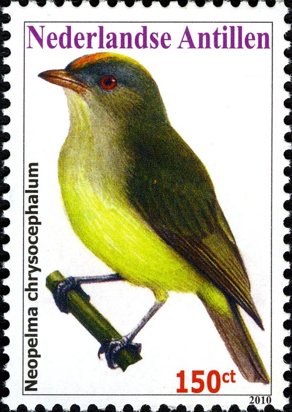Saffron-crested Tyrant-Manakin (Neopelma chrysocephalum)