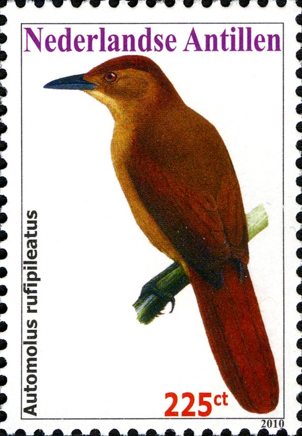 Chestnut-crowned Foliage-gleaner (Automolus rufipileatus)