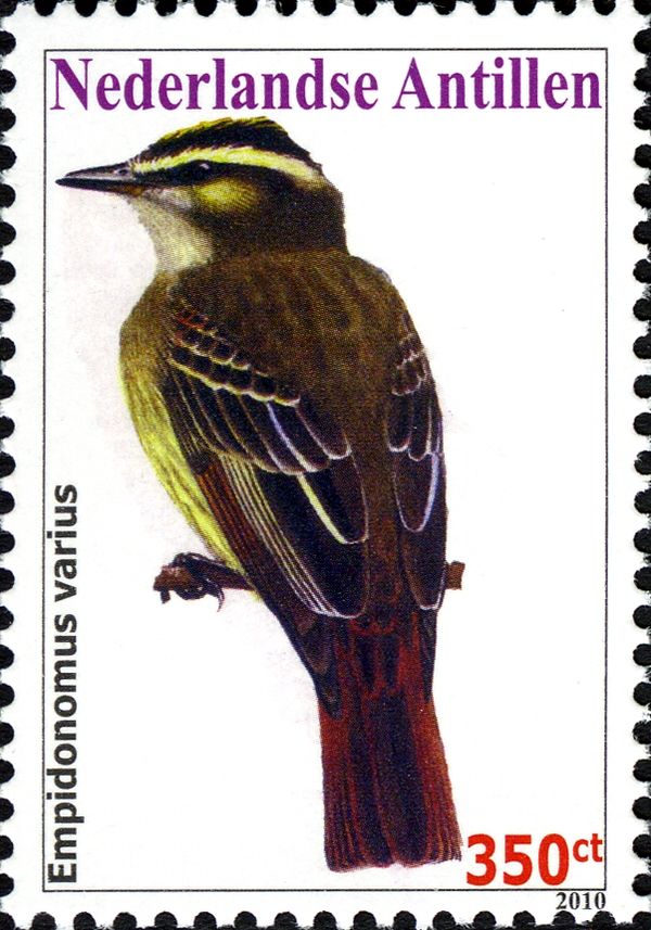 Variegated Flycatcher (Empidonomus varius)