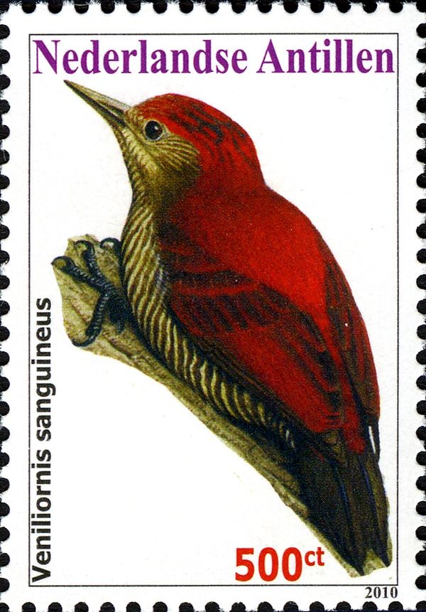 Blood-colored Woodpecker (Veniliornis sanguineus)