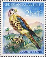 American Kestrel (Falco sparverius)