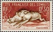 Common Warthog (Phacochoerus africanus)