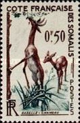 Gerenuk (Litocranius walleri)