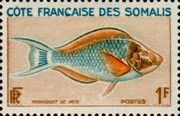 Blue-barred Parrotfish (Scarus guttatus)