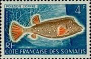 Yellow Boxfish (Ostracion cubicum)