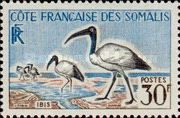Ibis Sagrado (Threskiornis aethiopicus)