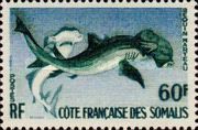 Smooth Hammerhead (Sphyrna zygaena)