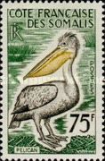 Pink-backed Pelican (Pelecanus rufescens)