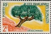Drago (Dracaena draco)