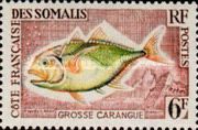 Giant Trevally (Caranx ignobilis)