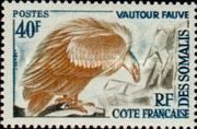 Eurasian Griffon (Gyps fulvus)